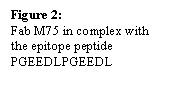 Text Box: Figure 2:
Fab M75 in complex with the epitope peptide PGEEDLPGEEDL
