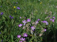 DSC05693.JPG