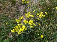 DSC05727.JPG