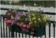 20060625_04-shrr.jpg