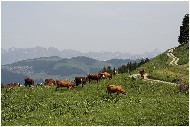 20060625_08-shrr.jpg