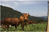 20060625_09pshr.jpg