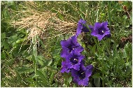 20060625_19-shrr.jpg