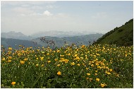 20060625_22pshr.jpg