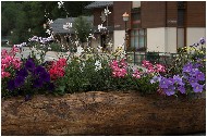 20060625_03-shrr.jpg