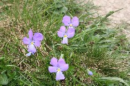 IMG_6071.JPG